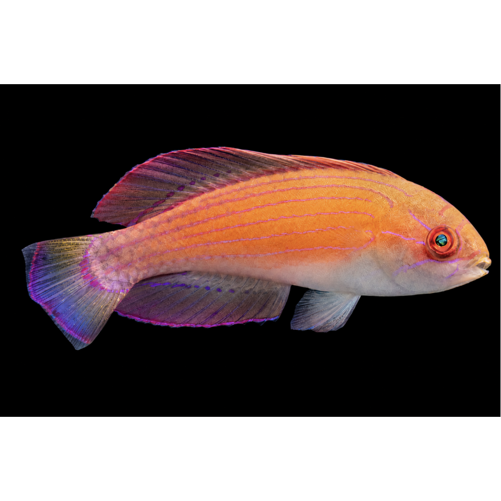 EIGHT LINE WRASSE